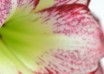 hippeastrum Flamenco Queen (3)